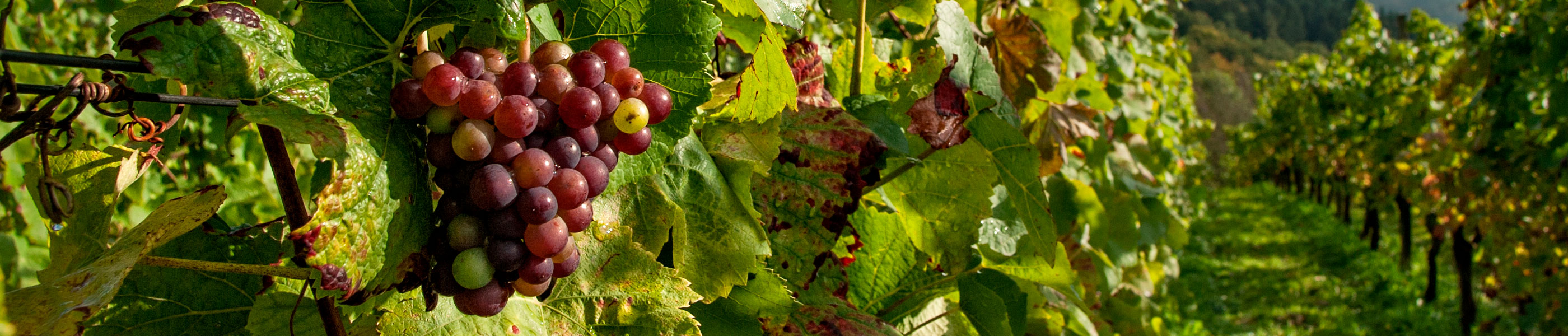 Venta de vinos ecológicos en Santa Cecilia